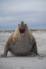 Fototapeta premium Large male Southern Elephant Seal (Mirounga leonina) during the breeding season on Sea Lion Island in the Falkland Islands.