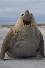 Large male Southern Elephant Seal (Mirounga leonina) during the breeding season on Sea Lion Island...