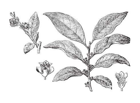 Persimmon tree or Date plum (Diospyros lotus) / vintage illustration from Brockhaus Konversations-Lexikon 1908