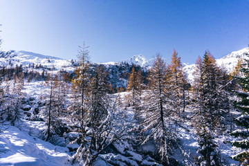 The snowy mountains, the forest and nature after the first snowfall of the season in the alps, near the town of Tartano, Italy - November 2019.