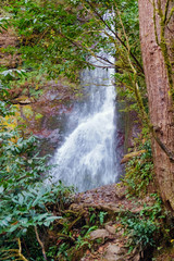 Beautiful waterfall in the green forest