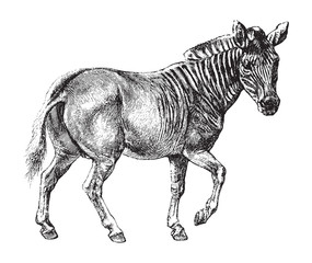 Zebra (Equus quagga) / vintage illustration from Brockhaus Konversations-Lexikon 1908