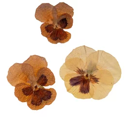 Genuine old pressed pansy flowers isolated on white background. © Mushy