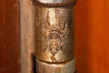Close up the jump spider on steel door at home