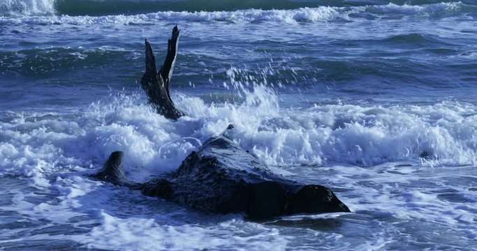 Tronco in spiaggia dopo la mareggiata