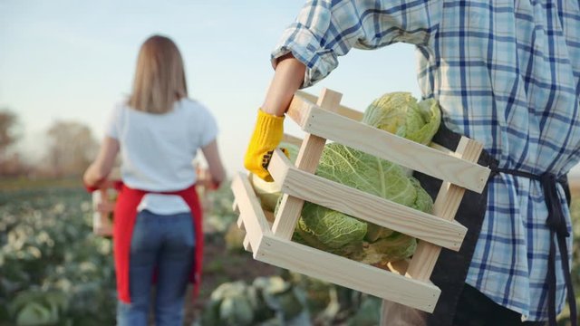back view of man in black apron and woman in a red apron walking along the cabbage field. Slow motion. Shoot on ARRI ALEXA.