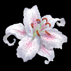 Fototapeta na wymiar lily Lilium Oriental Hybrids bloom pink white Valentine's day mom's day love romance adorable affection amour summer spring