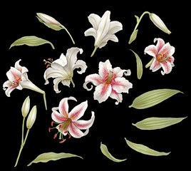 lily Lilium Oriental Hybrids bloom  pink white Valentine's day mom's day love romance adorable affection amour summer spring