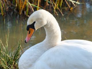 Closeup of the head, neck and back of a mute swan, Cygnus olor