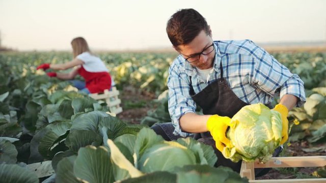 Close up view of handsome man in yellow gloves harvesting crops on a cabagge field. Harvest agriculture industry concept. Slow motion. Shoot on ARRI ALEXA.
