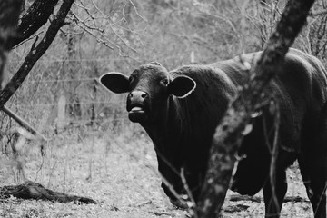 Santa Gertrudis cow mooing in black and white.