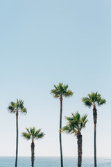Palm trees in Manhattan Beach, California