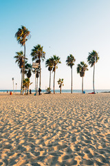 Palm trees on the beach, in Venice Beach, Los Angeles, California