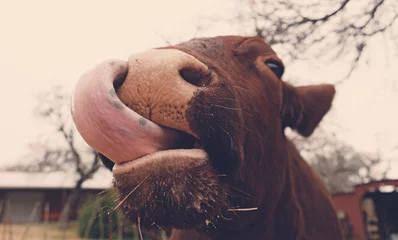 Gordijnen Funny Santa Gertrudis cow face with tongue out close up. © ccestep8
