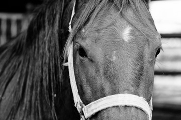 Closeup portrait of  horse in halter.