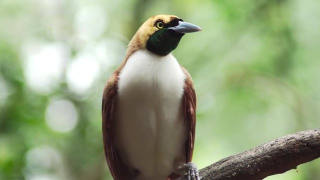 Close up of a Female lesser bird of paradise perching on a branch. 