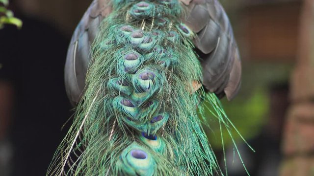 Closeup view of Green peafowl tail feathers. 