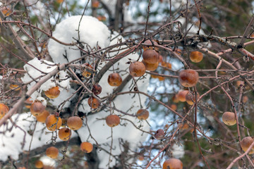 Despite snow and ice on frozen branches, this Fuji Apple tree is still bearing delicious fruit in...