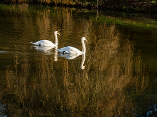 A pair of mute swans, Cygnus olor, on a pond with the reflection of a weeping willow tree in winter