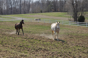 Horses in dusty field