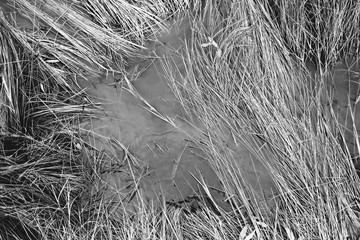 Wet rainy season concept shows puddle of water in grass, black and white nature detail.