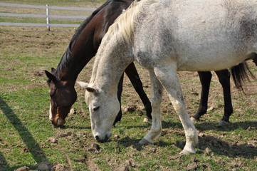 Naklejka na ściany i meble foal in the field