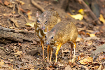 Lesser Mouse Deer