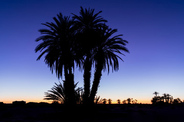 Silhouette coconut palm trees on beach at sunset. Vintage tone. Landscape with palms during summer season, California state, USA Beautiful background concept