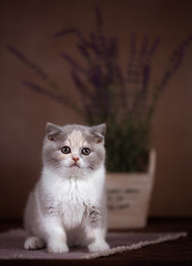 Edel - hübsche BKH Tricolor Katze mit Lavendel
