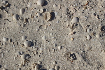White sand beach texture with shells in bright sun light