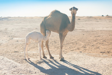 Baby camel and mother camel in Sahara desert among the small sand dunes, beautiful wildlife near oasis. Camels walking in the desert in Morocco. Brown female trampler with white cub. One-humped camels