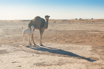 Baby camel and mother camel in Sahara desert among the small sand dunes, beautiful wildlife near...