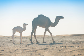 Baby camel and mother camel in Sahara desert among the small sand dunes, beautiful wildlife near...