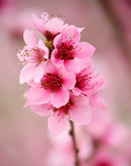 peach blossom in spring