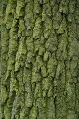 bark of a tree