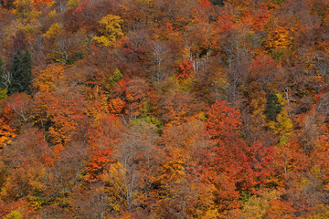Fall colour seen from above, with telephoto lens, on Stowe Mountains in Vermont, US. A forest of trees turning red and orange.