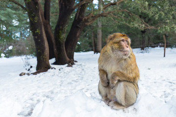 Macaque Monkeys sitting on ground in the great Atlas forests of Morocco, Africa After snow storm in mountains in Azrou forest ( cedre gouraud forest Morocco )