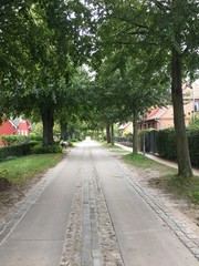 Allee auf Fischland an der Ostseeküste (Mecklenburg-Vorpommern)
