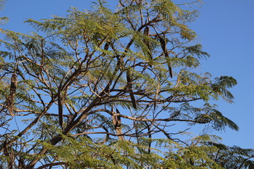 Carob tree foliage with green leaves and fruits on blue sky