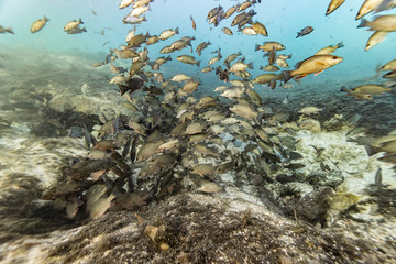 Fototapeta na wymiar Extreme wide shot of hundreds of Mangrove Snappers (Lutjanus griseus) warming themselves in the warm, 72 degree water flowing from underground springs on a cold Florida winter's day.