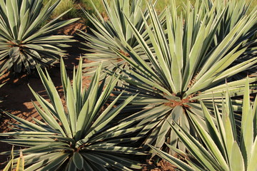 Naklejka na ściany i meble closeup of a cactus yucca growing on brown ground