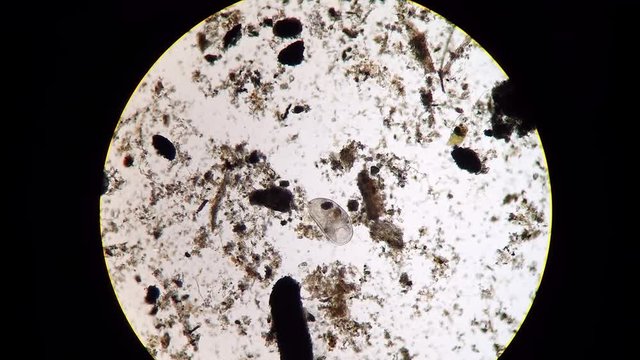 Podocopida or seed shrimp micro crustacean swimming through soil material
