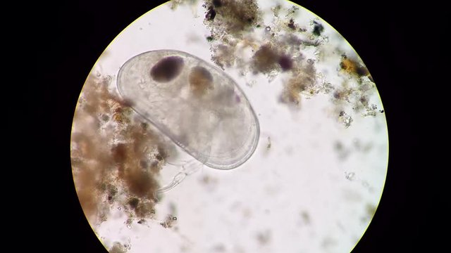 Podocopida or seed shrimp micro crustacean swimming through soil material