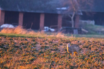 Roe Deer (Capreolus Capreolus) crouching on a field with a stable behind at sunset