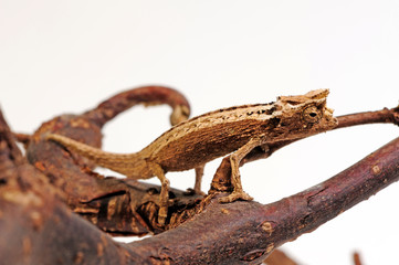 Domergue's leaf chameleon, Thiel's pygmy chameleon (Brookesia thieli) - obrazy, fototapety, plakaty
