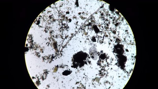 Podocopida or seed shrimp micro crustacean swimming through soil material