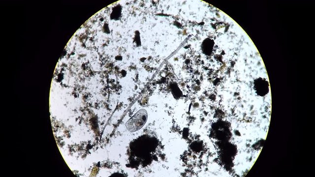 Podocopida or seed shrimp micro crustacean swimming through soil material
