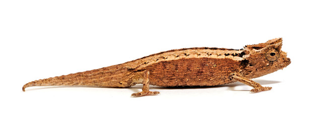 Domergue's leaf chameleon, Thiel's pygmy chameleon (Brookesia thieli) © bennytrapp
