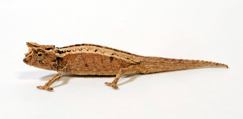 Domergue's leaf chameleon, Thiel's pygmy chameleon (Brookesia thieli)
