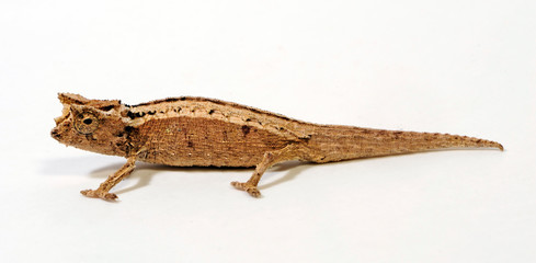 Domergue's leaf chameleon, Thiel's pygmy chameleon (Brookesia thieli) © bennytrapp